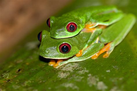 File:Red-eyed Tree Frog (Agalychnis callidryas) 2.jpg