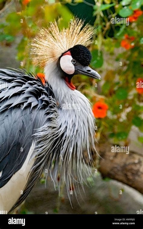 African Crane Stock Photo - Alamy