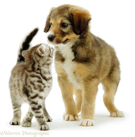 Top 137 + Funny kittens and puppies - Yadbinyamin.org