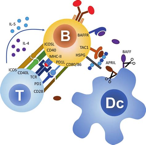 B and t cells