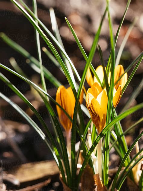 "Yellow Crocus" by Stocksy Contributor "Harald Walker" - Stocksy