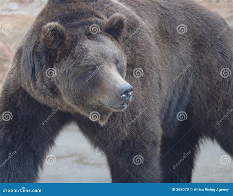 Big bear stock image. Image of wild, park, wildlife, stalking - 358073