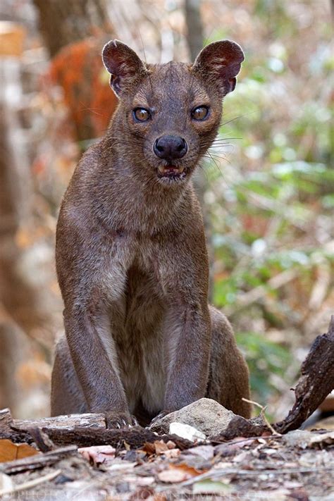 tygrscott: “Madagascar via #whatshot #trending. Reshared Post From ...