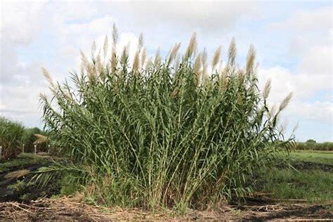 INVASIVE Arundo donax, or giant reed, growing near Belle Glade, Fla ...