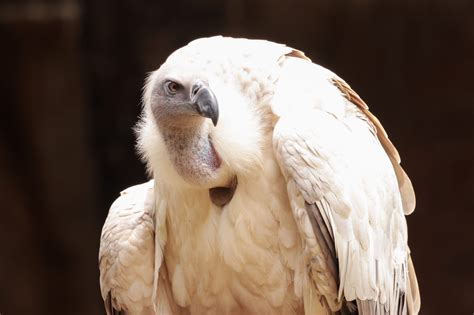 Cape Vulture conservation program continues to soar - SANBI