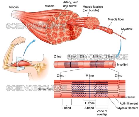 Muscle Structure (labeled), illustrati | Stock Image - Science Source ...