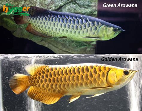 Fish Profiles - Arowana Fish Distribution and Types