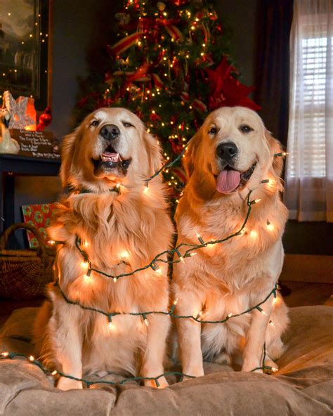 Golden Christmas Tree Merry Christmas | Cute dogs, Golden retriever ...