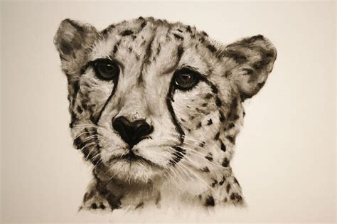 Cheetah - Charcoal Drawing in 2019 | Cheetah drawing, Drawings, Animal ...