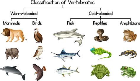 Classes Of Vertebrates Chart