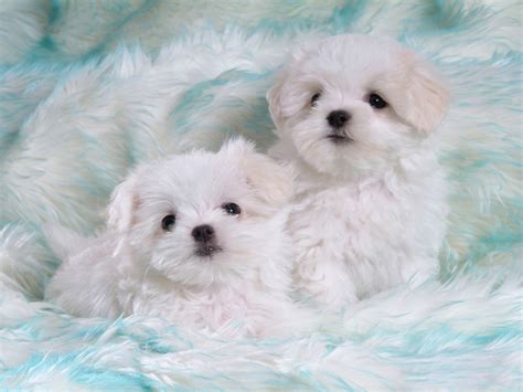 Latest Wallpapers: cute white puppies