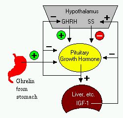 Growth Hormone (Somatotropin)