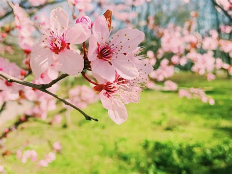 Apple tree flowers bloom, floral blossom in spring Photograph by ...