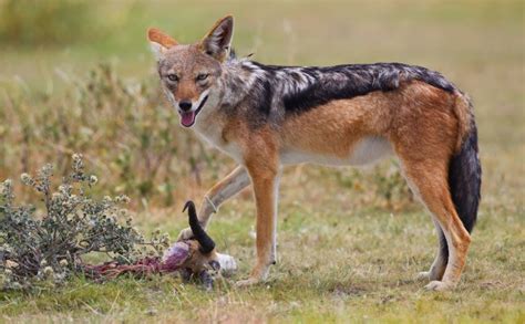 Black-Backed Jackal Facts, Pictures, Video & Information. Discover This ...