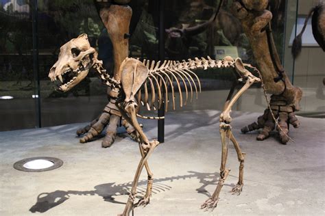 Dire Wolf Skeleton (Aenocyon dirus) - ZooChat