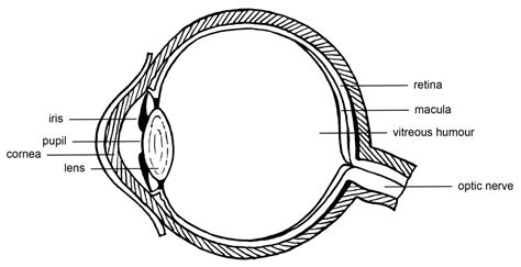 Anatomy of the human eye – Colour Theory: Understanding and Working ...