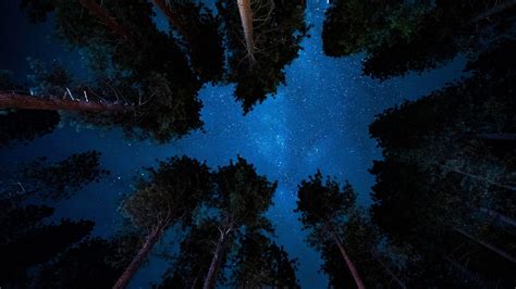 Forest Night Sky Wallpapers - Top Free Forest Night Sky Backgrounds ...