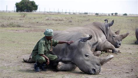 Vietnam's rhino horn myth drives African poaching — Quartz Africa