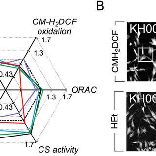 Effect of Trolox and newly developed Trolox variants on ROS levels, ETC ...