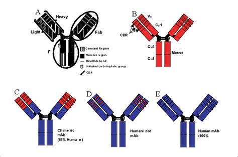 Diagrams of various antibody structures. A, a generic IgG molecule; B ...