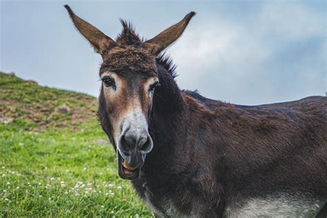 Brown Donkey in a Farm · Free Stock Photo