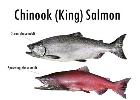 Alaska Salmon Facts - Jim Rusk Fishing Guide Alaska