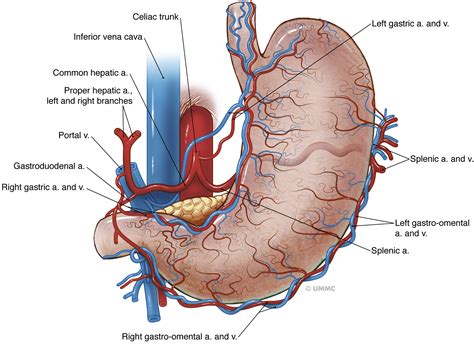 Pathogenesis, Diagnosis, and Management of Gastric Ischemia - Clinical ...