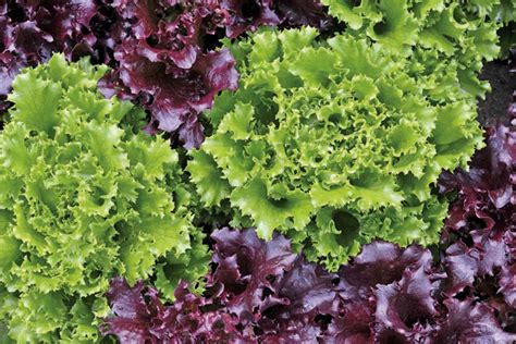 Growing Loose Leaf Lettuce - Grow Tasty Homemade Salads With Ease!