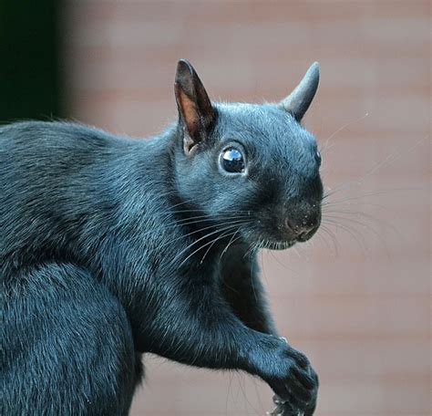 Black Squirrels: What Are They and Where Did They Come From?