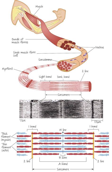 Overview of the structure of striated muscle, with details of the ...