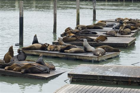 Free Stock photo of Fishermans Wharf seals, San Francisco | Photoeverywhere