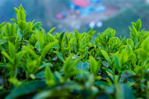 Exploring the Origins of Nepali Tea: A Look into the Regions Where Nep ...