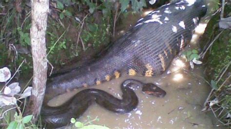 Impressive Images of an Anaconda Swallowing Its Prey (Video)