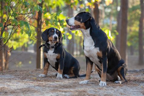 The 5 Swiss Mountain Dogs in portrait with pictures - dogbible