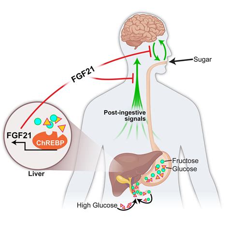 Study identifies liver-generated hormone that | EurekAlert!