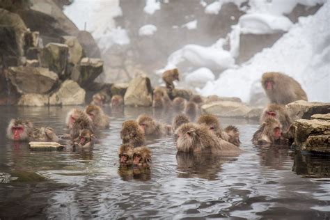 Monkeys in a hot spring: Jigokudani Monkey Park, Japan (2024) | Monkey ...