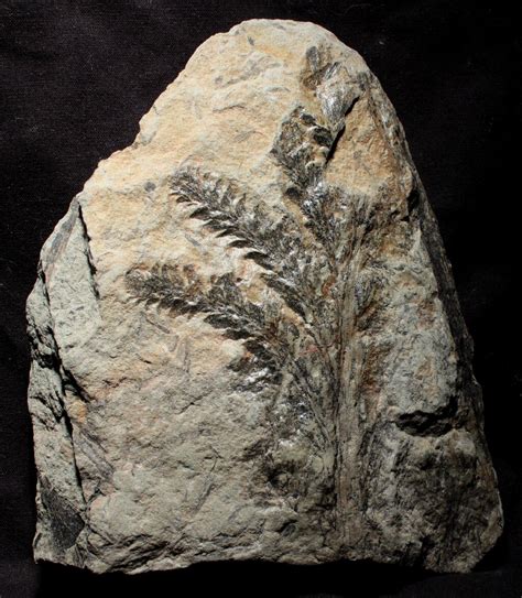 Archaeopteris Devonian Plant Fossil