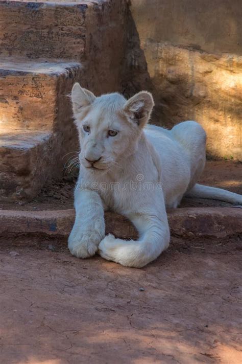 White Lion Cub stock image. Image of dark, portrait, mouth - 72388431