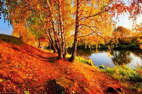 Download wallpaper Birch, nature, autumn, river free desktop wallpaper ...