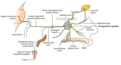 Ganglion Pterygopalatinum