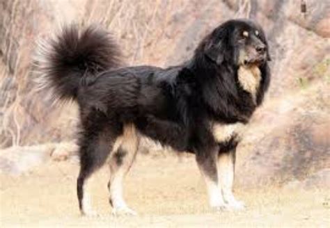 Gaddi Kutta Dog Breed Information, Images, Characteristics, Health