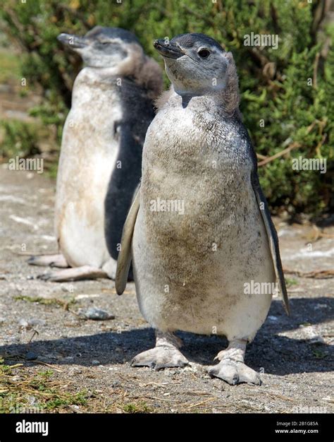 Magellanic penguin with Chicks or juveniles at Cabo Virgenes during ...