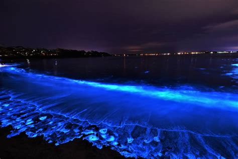 Jervis Bay at its best as bioluminescence puts on a show | Illawarra ...