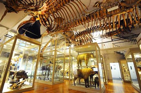 Harvard Museum of Natural History – Museums of Boston