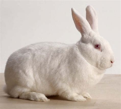 Rabbit breeds you should know about