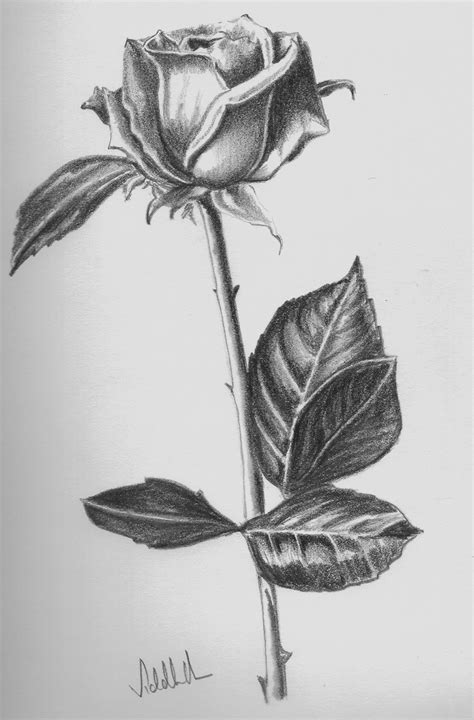 Pencil Shading: Light and Shade