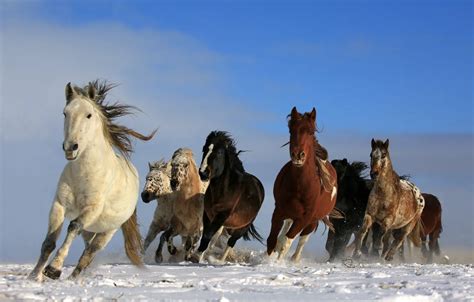 Wild Horses Running Wallpaper