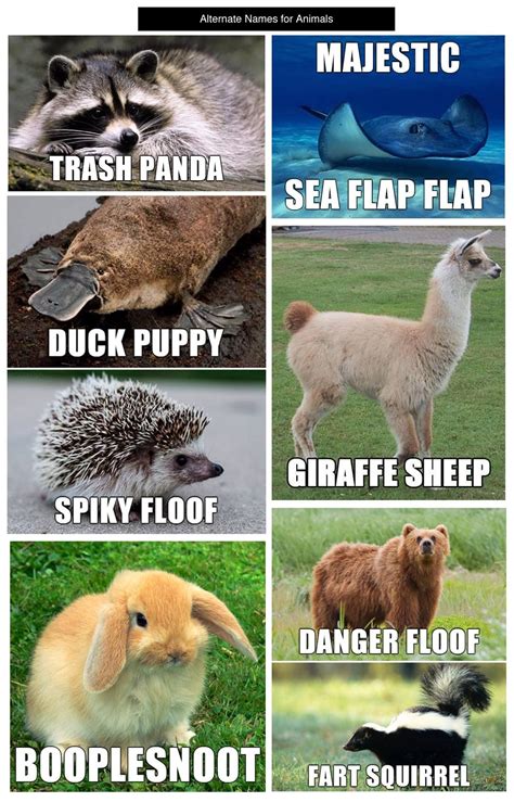 Funny Animals Names Cute - meme trends icons