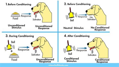 What Was The Main Point Of Ivan Pavlovs Experiment With Dogs