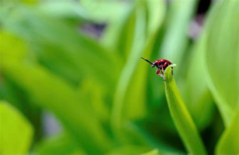 8 Simple Ways To Get Rid Of Leaf Beetle Larvae - Pest Pointers